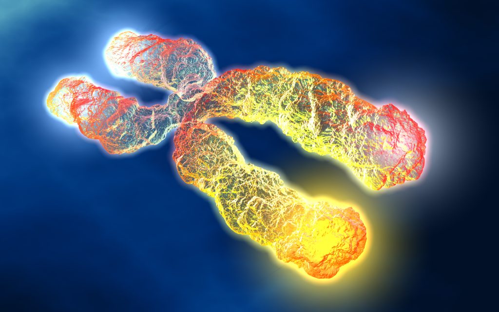 Telomerase - Definition, Aufbau und Funktion