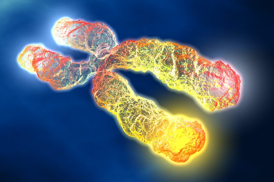 Telomerase - Definition, Aufbau und Funktion